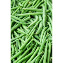 Jade Green Stringless Bush Bean Premium Seeds for Planting Packet