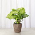 thumbnail image 5 of Live Butterfly Syngonium Plant - Low Light - 4" Decorative Pot Cover - Thorsen's Greenhouse, 5 of 5