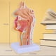 thumbnail image 3 of Modelo de AnatomíA de la Garganta de la Cavidad Nasal, Modelo AnatóMico Humano de Laringe Faringe para Estudiantes EnseñAnza ExhibicióN de Estudio, 3 of 7