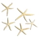 thumbnail image 1 of Dekaim-decoración De Estrella De Mar Para Pecera, Conjunto De Adorno De Estrella De Mar único Y Hermoso Para Acuario En Casa, Marco De Fotos Artesanal, Carillón De Viento(17.00 * 12.00 * 2.00cm), 1 of 12