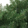 thumbnail image 4 of Northlight Northern Pine Artificial Christmas Wreath - 48" - Unlit, 4 of 4