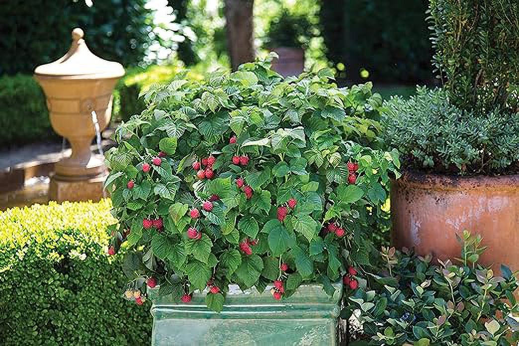 Bushel & Berry 2G Raspberry Shortcake Fruit Live Plants Full Sun