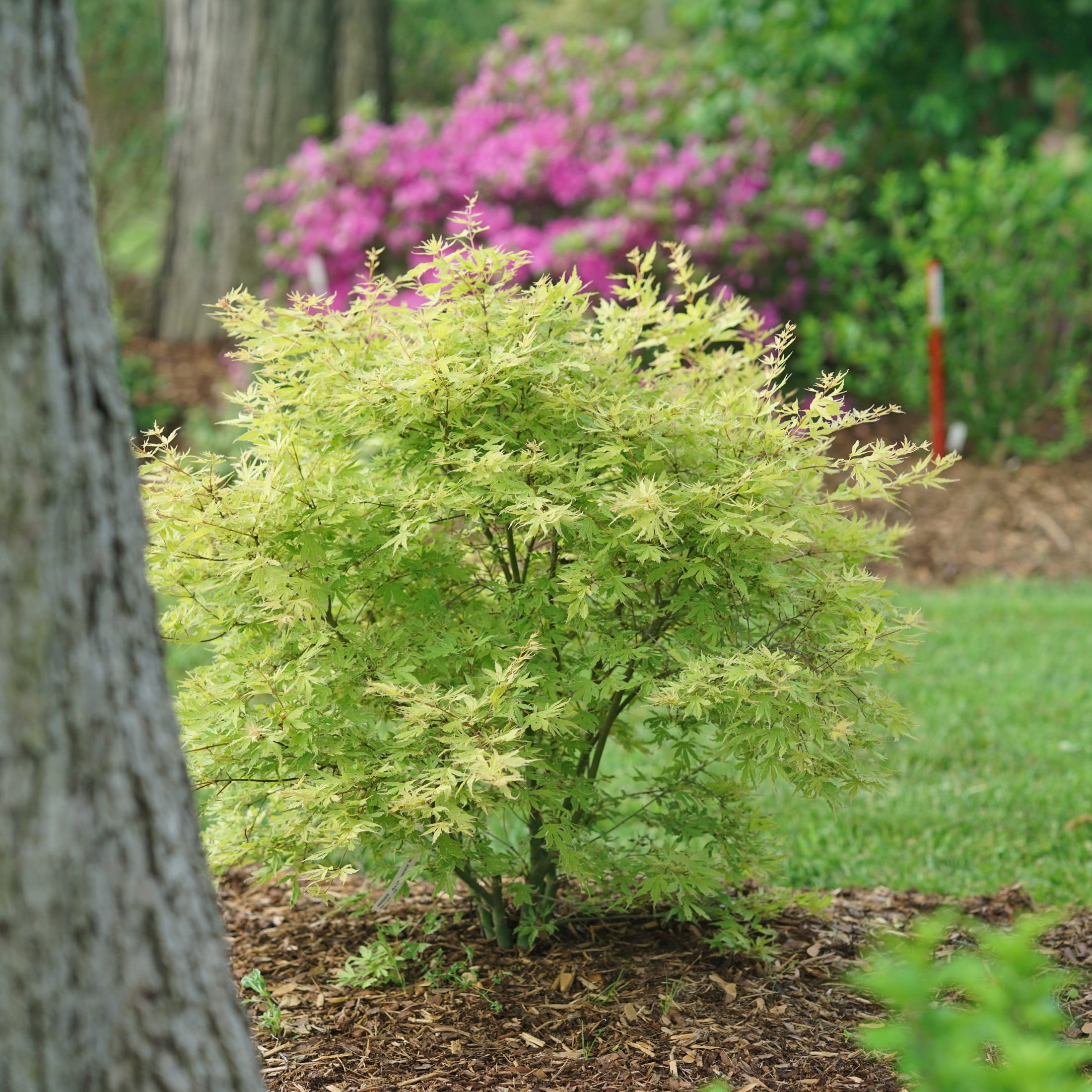 Proven Winners ColorChoice 5" Metamorphosa Japanese Maple Live Plant in 4.5" Pot (4 Count)