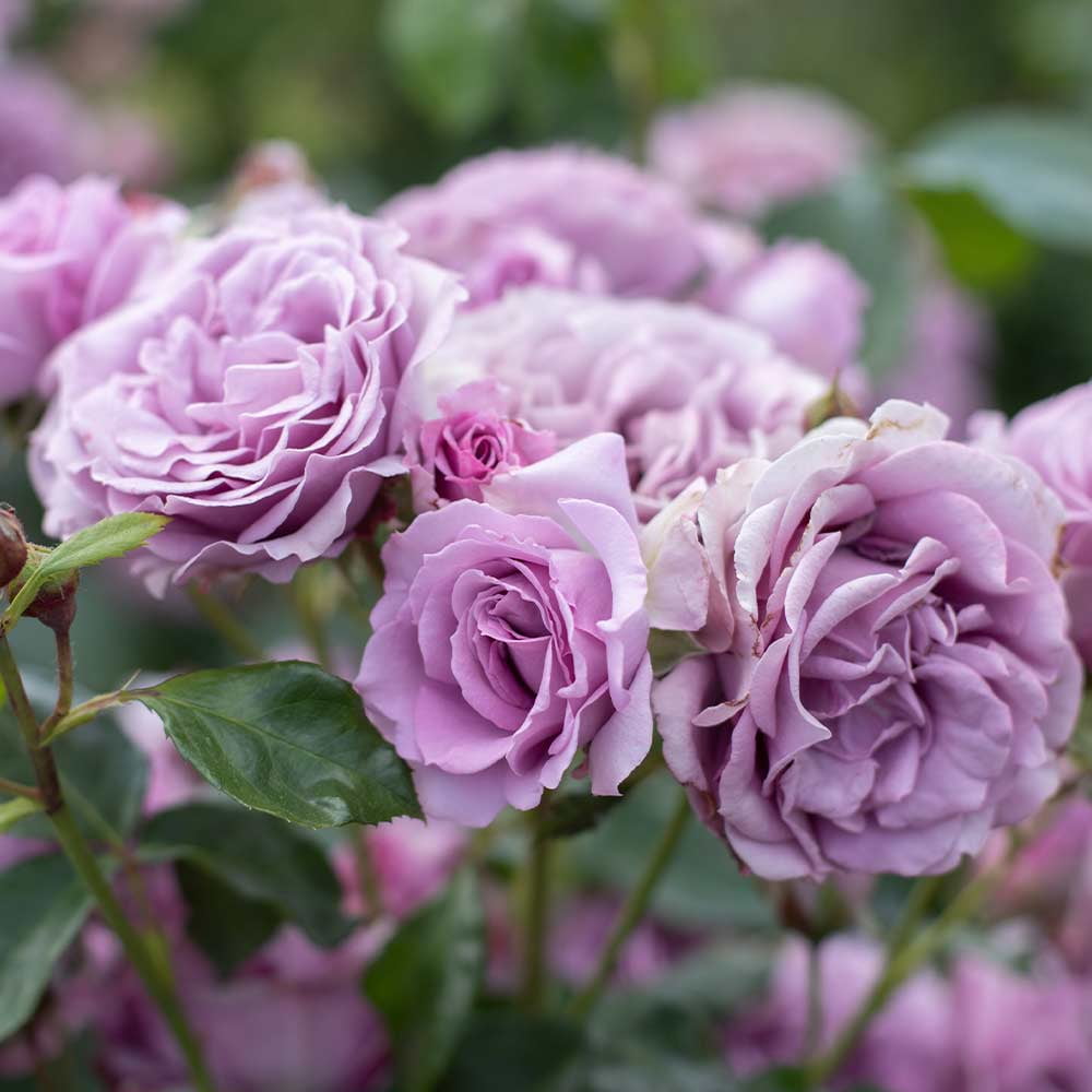 Heirloom Roses - Arborose Quicksilver, Purple Climbing Rose Bush