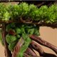 thumbnail image 3 of Adornos artificiales de bonsái con macetas de cerámica for decorar el hogar, plantas falsas for la sala de estar y la oficina., 3 of 7