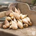 thumbnail image 3 of Easy to Grow Freesia Double White 15 Plant Bulbs, Fragrant Flowers Spring Zones 9-11, 3 of 4