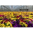 Expert Gardener 1.5Gal Multicolor New Guinea Impatiens Annual Plant