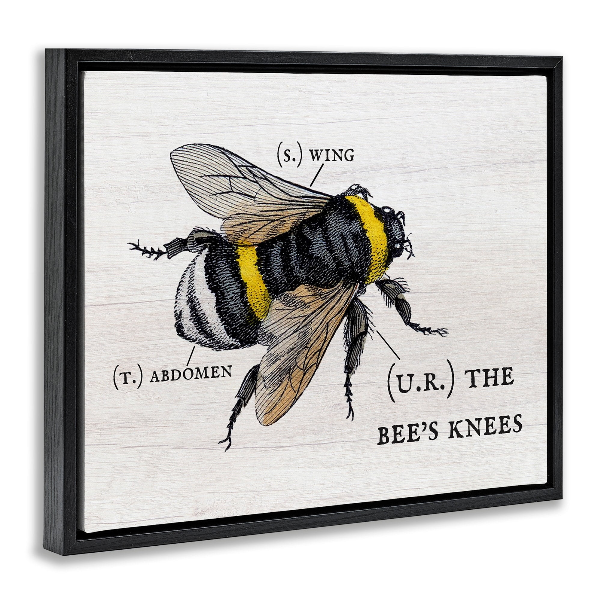 Stupell Industries Anatomy of Honey Bee Pun Charming Bee's Knees Jet Black Framed Floating Canvas Wall Art, 24x30, by Daphne Polselli