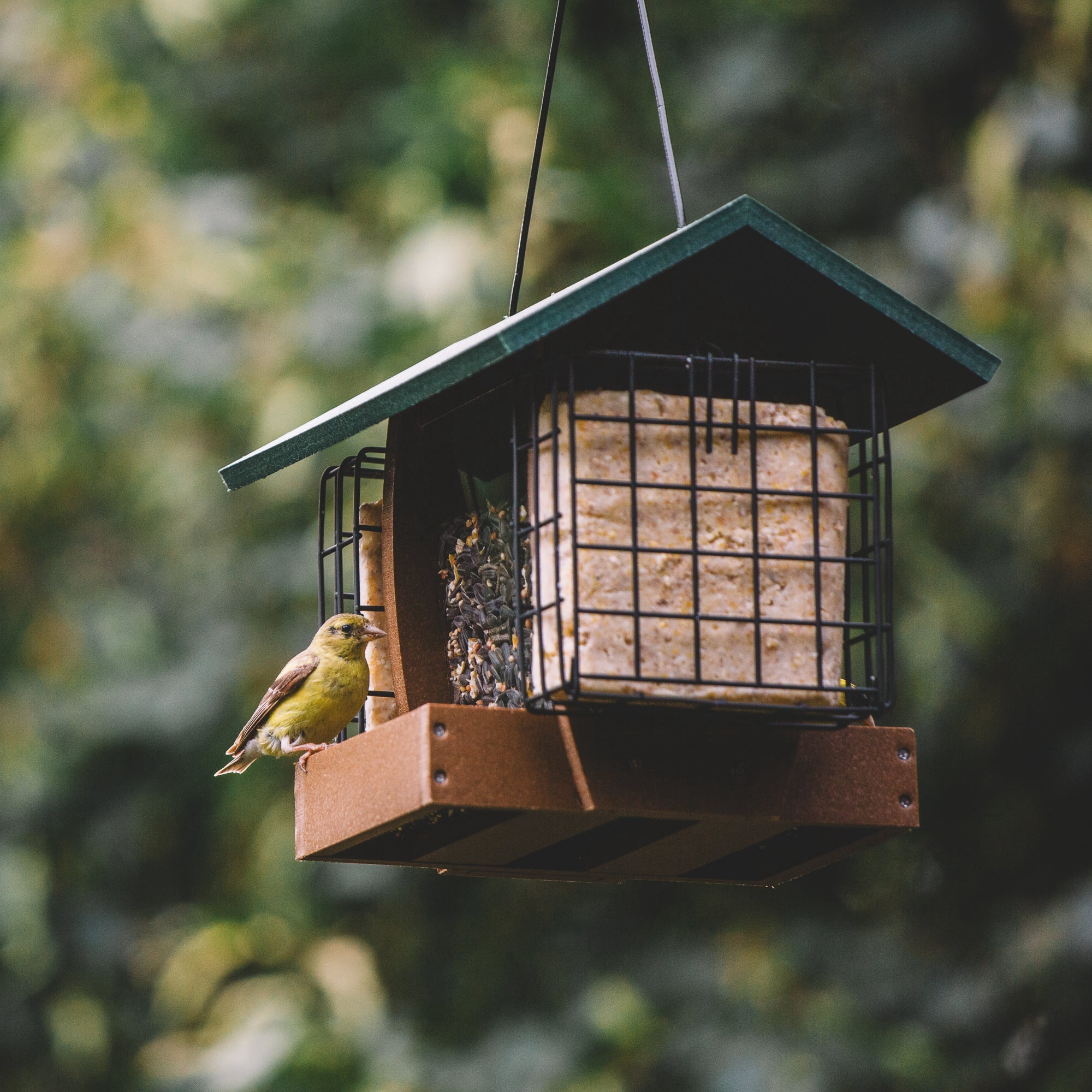 Backyard Expressions WASATCH Plastic Lumber Bird Feeder w/ Suet Cages