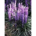 thumbnail image 6 of Classy Groundcovers, Lily Turf 'Ingwersen', Classic Blue Lilyturf, Border Grass, Monkey Grass (54 Pots, 2 1/2 inch square), 6 of 10