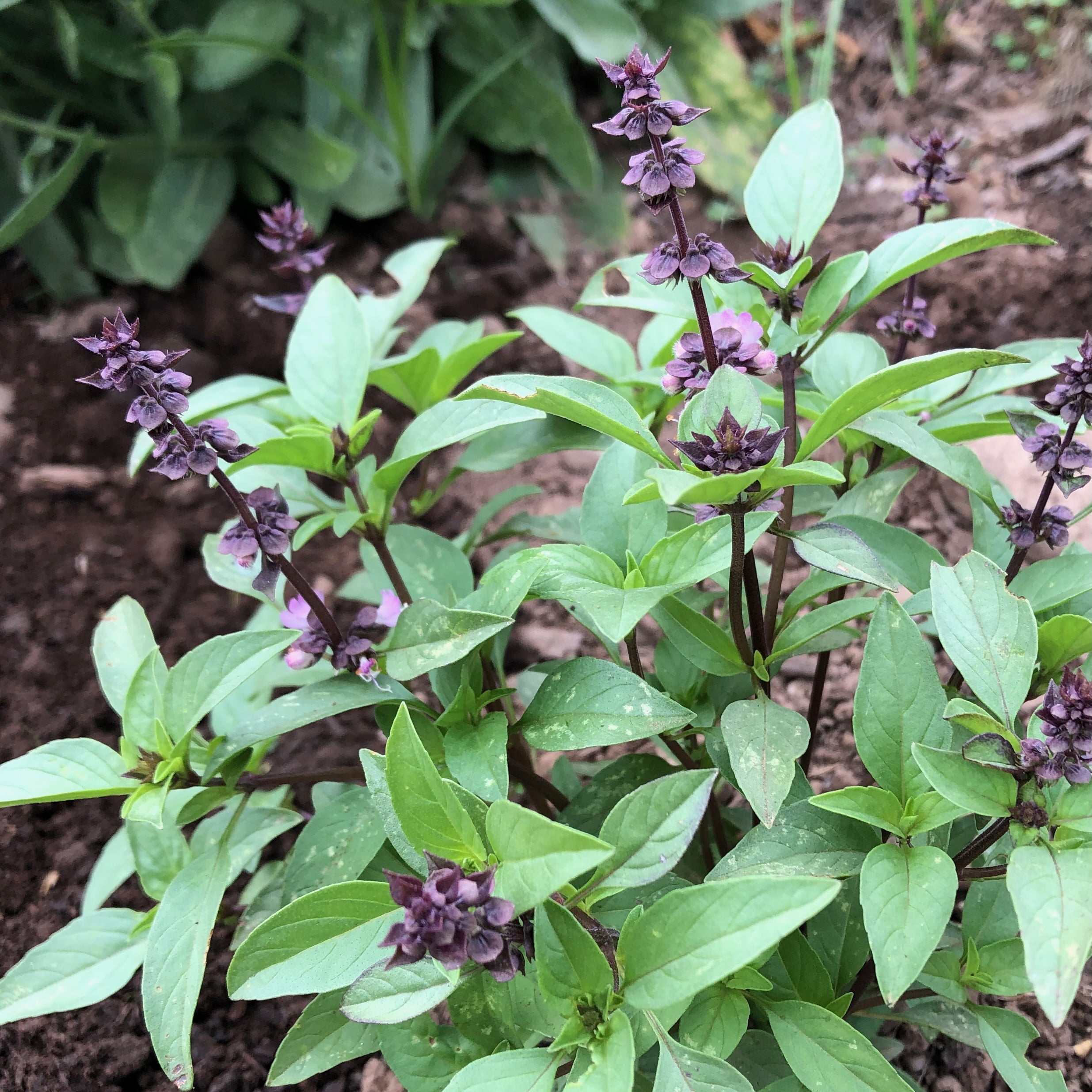 Plant Good Seed Culinary Basil Seeds - 7 Packet Collection - Heirloom Herb Seed, Full Sun Perennial
