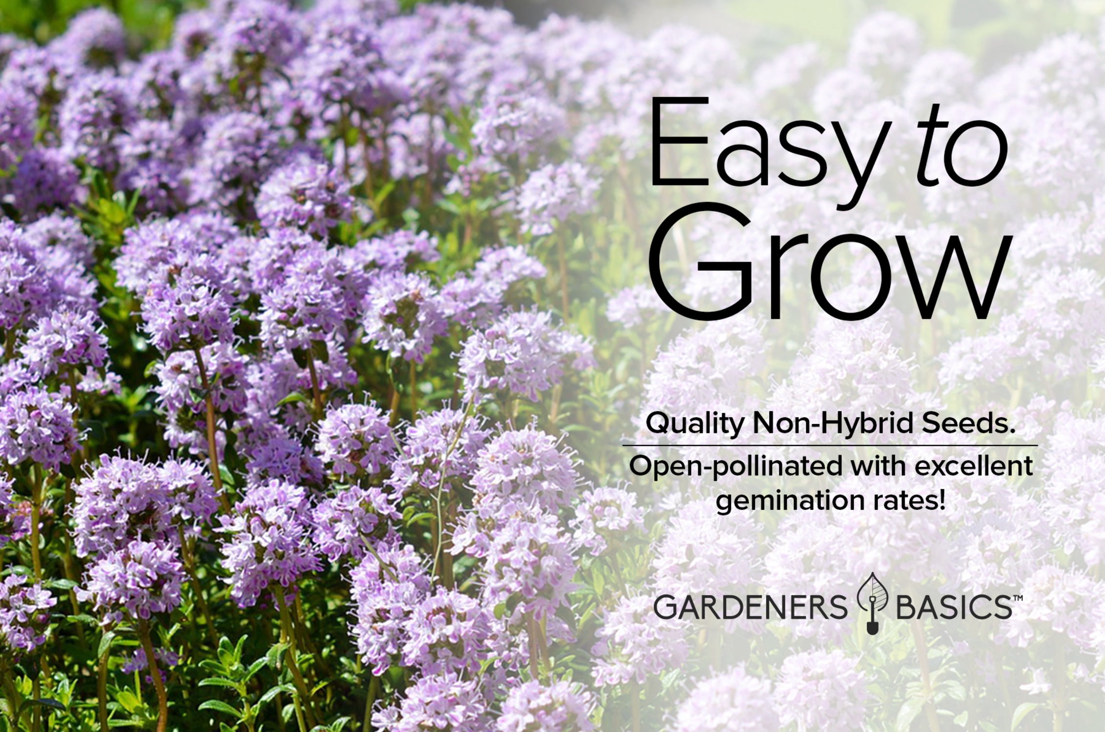 Creeping Thyme Seeds