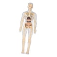 thumbnail image 1 of kusrkot Human Body Model Learning Toy Display Body Organ Parts for Classroom Teacher Transparent, 1 of 9