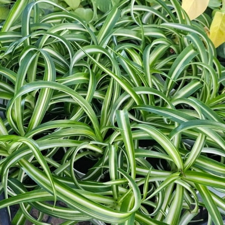 Bonnie Curly Spider Plant Live Plant, 2 inch Pot
