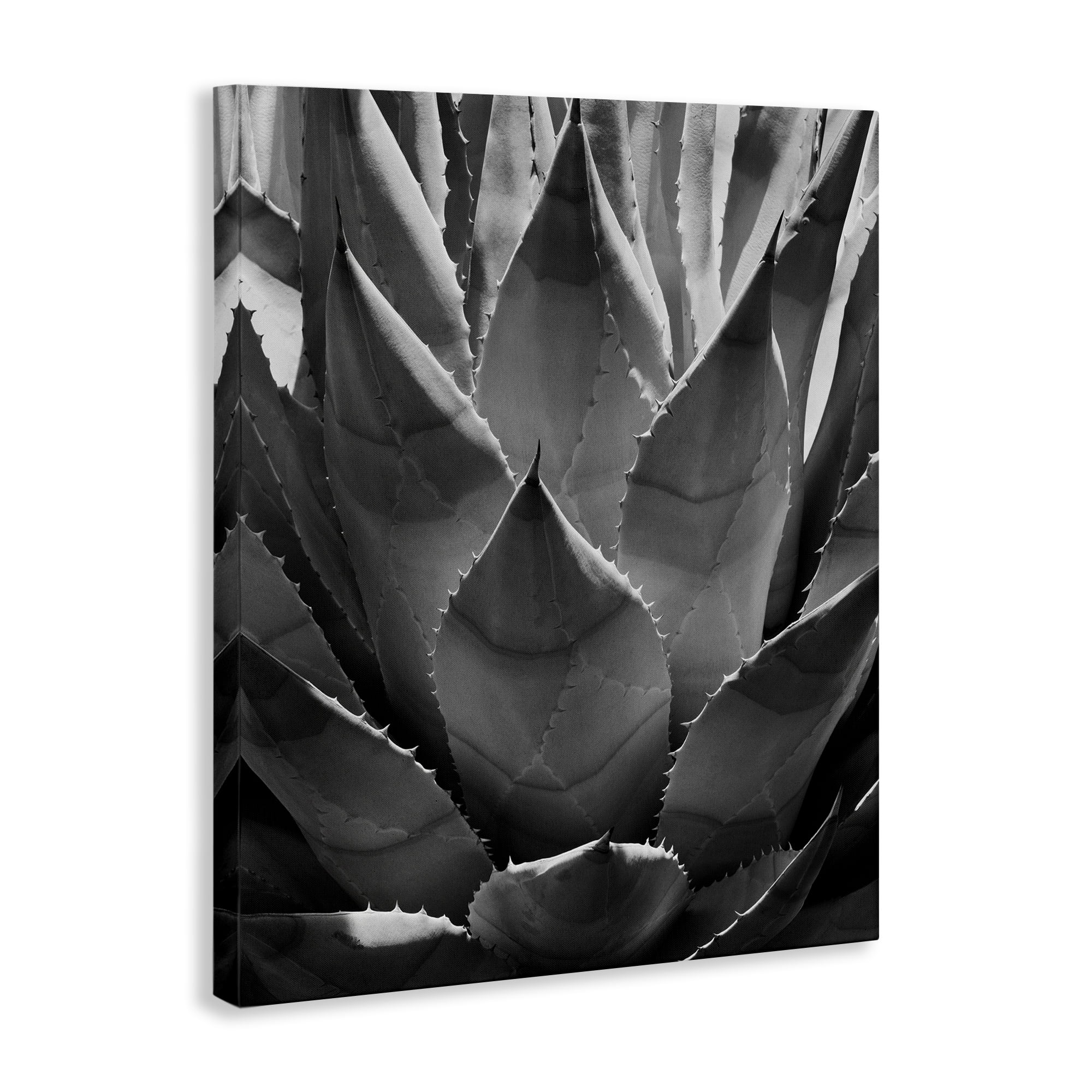 Stupell Industries Desert Plant Detail Botanical & Floral Photography Gallery Wrapped Canvas Art Print Wall Art, 16 x 20