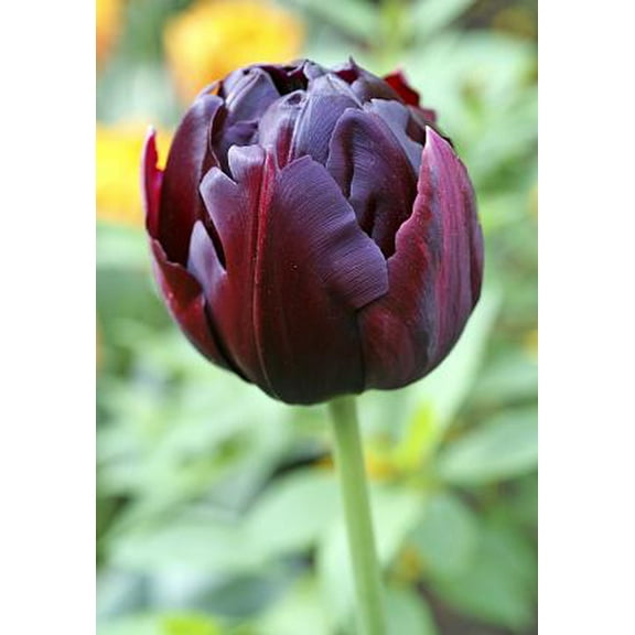 Black Hero Double Peony Tulip 5 Bulbs - 12/ cm Bulbs