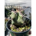 thumbnail image 5 of Ferocactus emoryi, Star Shaped Emory's barrel cactus, Coville's barrel cactus, 5-point Cactus, in 4 inch pot, well rooted healthy starter, 5 of 7
