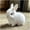White, variant on My Realistic Bunny 2025 Easter Real Lifelike Bunny Rabbits That Move Bunbi Hopping Moving Robot Bunny Cute Stuffed Bunny Plush Animals Interactive Easter Basket Stuffers Gifts (Yellow)
