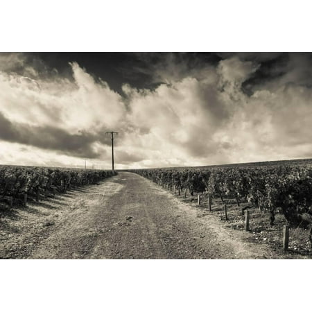 Chateau Lafite Rothschild Vineyards in Autumn, Pauillac, Haut Medoc, Gironde, Aquitaine, France Print Wall