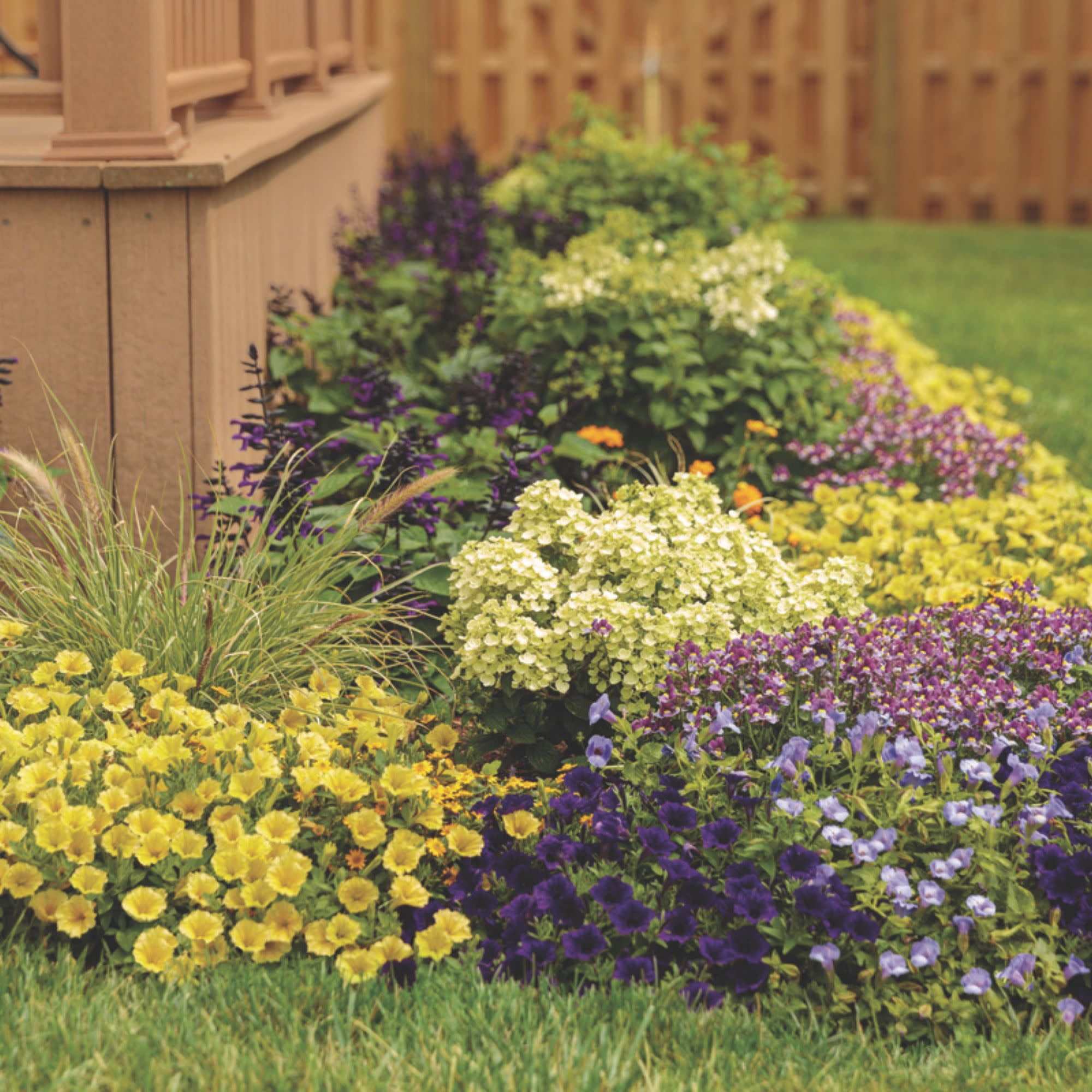 Proven Winners 4" Supertunia Mini Vista Yellow Petunia Live Plant in 4.25" Pot (4 Count)