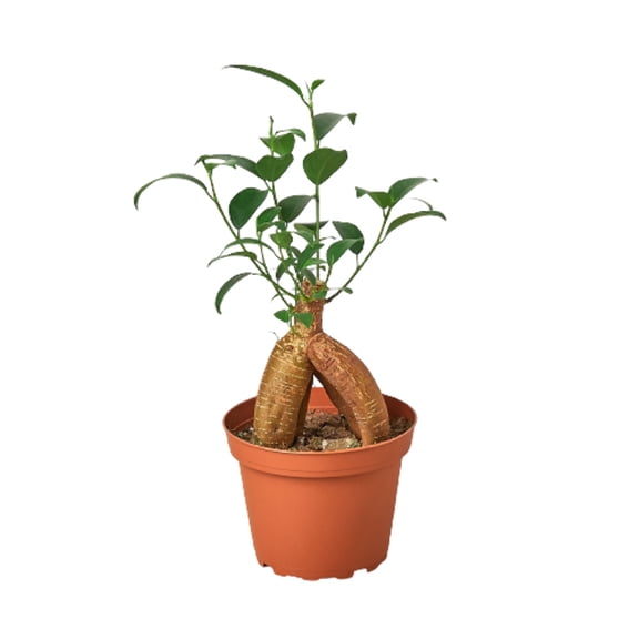 Ficus 'Ginseng', 4" Pot, Indoor Houseplant, Easy Care, Live Plant for Indoor & Outdoor