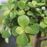 Brussel's Dwarf Jade Bonsai - Small - (Indoor)