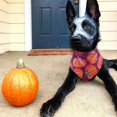 thumbnail image 5 of 2 Pack Thanksgiving Dog Bandana,Triangle Bibs Pet Fall Scarf for for Medium to Large Dogs, 5 of 5
