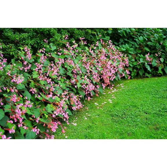 500 BULK HARDY BEGONIA Grandis Rose Pink Perennial Sun - Shade Flower Seeds