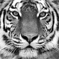 thumbnail image 2 of Kozlov, Oleg 20x20 White Modern Wood Framed Museum Art Print Titled - Tiger Portrait, 2 of 4