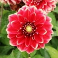 thumbnail image 2 of Mr. Optimist Decorative Dahlia Flower Tubers - 3 Bulbs per Pack - Grow Live Flowers - Ready to Plant - Blooms All Summer - Grows Well in Containers, 2 of 5