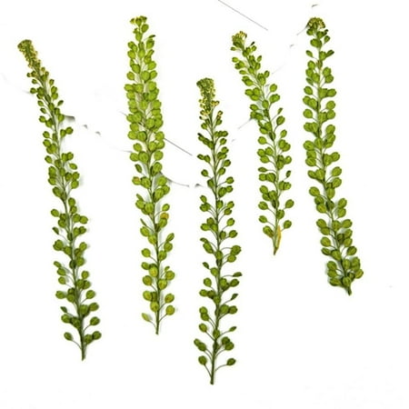 

1 Pack Dried Pressed Leaves Natural Flower Stickers Dry Beauty Decal for Aromatherapy Candle Epoxy Resin Pendant Accessories