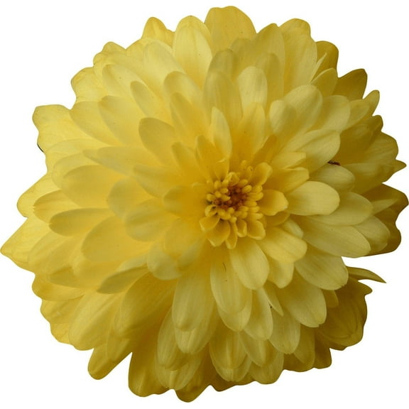 Clark Chrysanthemum Wall Decal Cutout