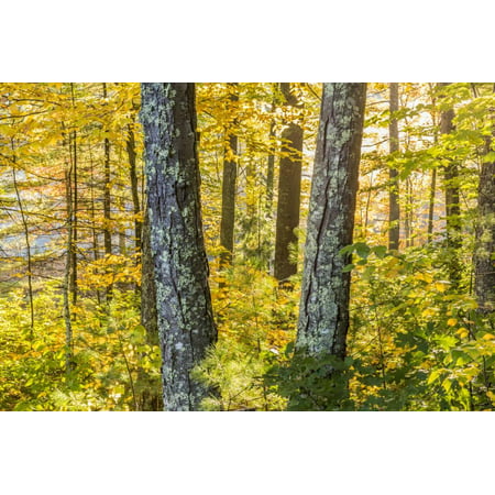 Fall Colors in a Mixed Forest in Barrington, New Hampshire Print Wall Art By Jerry and Marcy