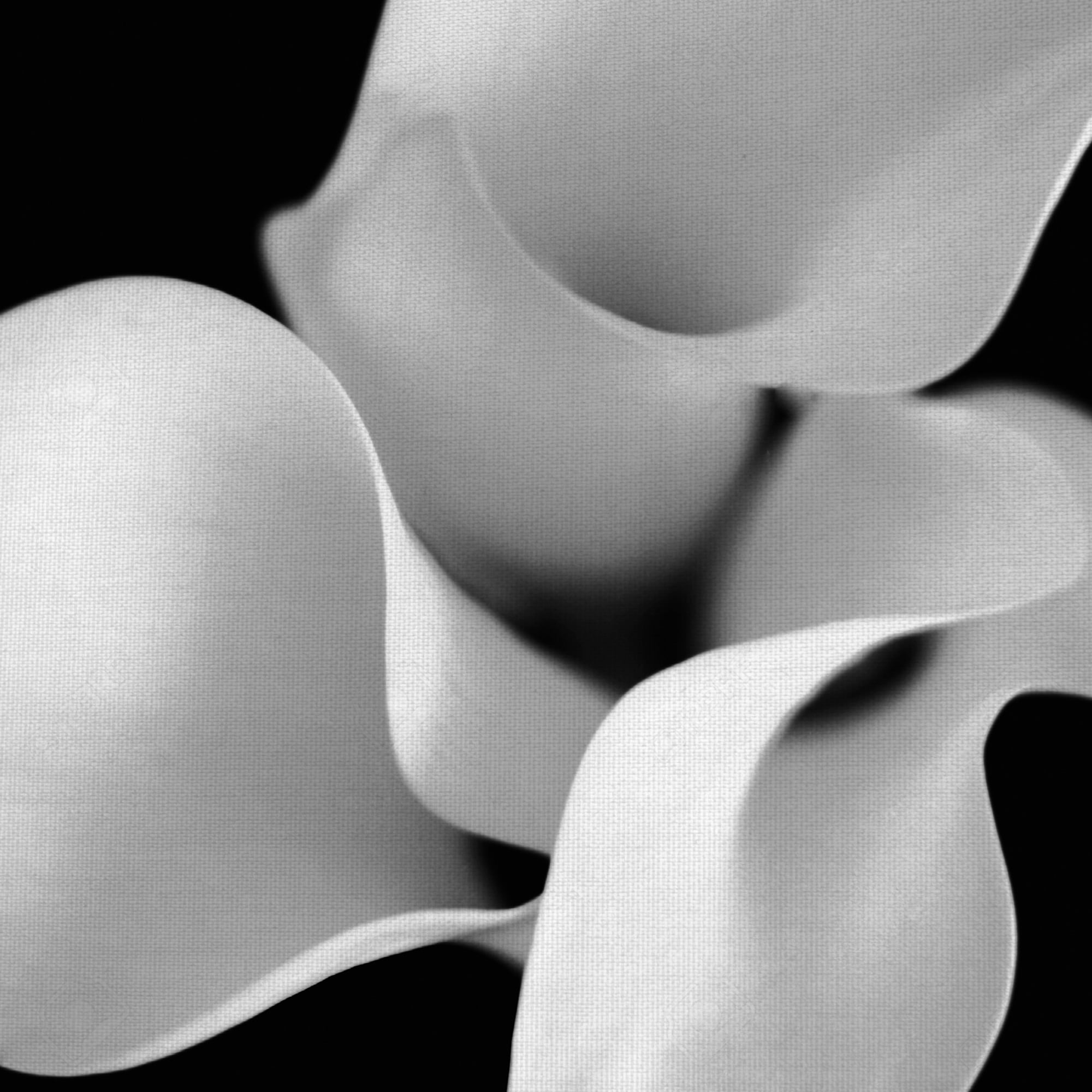 Masterpiece Art Gallery Floral 26 Calla Lily By Michael Faragher Canvas Art Print 20" x 20"