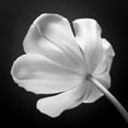 thumbnail image 2 of Frank, Assaf 12x12 White Modern Wood Framed Museum Art Print Titled - Tulip flower, close-up, AF20120427-562, 2 of 4