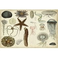 thumbnail image 2 of Vision Studio 32x23 White Modern Wood Framed Museum Art Print Titled - Antique Sealife Chart, 2 of 4