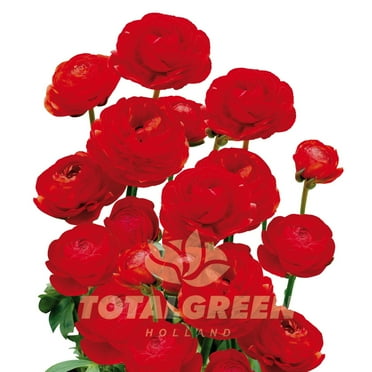 1 Red Peony Ranunculus Bulb Kit With Full Sun