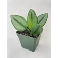 thumbnail image 2 of Bumble Plants Scindapsus Treubii Moonlight - Full Live Colorful Houseplant in Nursery Pot, Easy Care, Indoor Plant for Beginners, 2 of 5