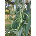 thumbnail image 2 of Plant Good Seed Company Common Oat Seeds, High Yielding Grain Grass Seeds, Pack of 275, 2 of 5