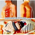 thumbnail image 2 of Human Anatomy for Kids,Removable Skeleton Model and Torso Human Body for Kids,Scientific sSkeleton Educational Toys Gifts, 2 of 4