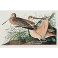 thumbnail image 2 of Audubon, John James 24x17 White Modern Wood Framed Museum Art Print Titled - Great Marbled Godwit, 2 of 4