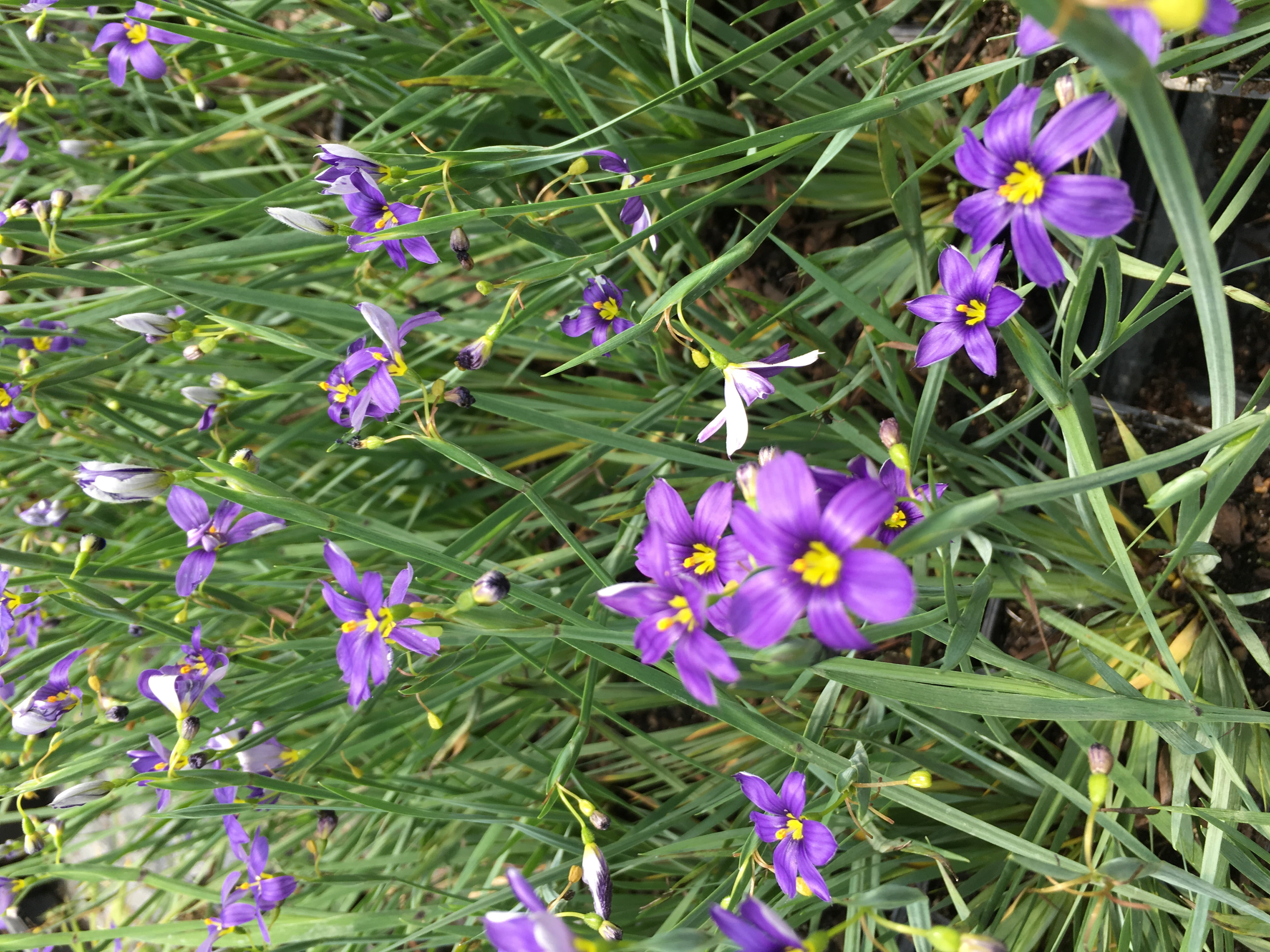 3 pots of Sisyrinchium angustifolium 'Lucerne' Blue-Eyed Grass Live Plant, sold in 2.5 inch containers