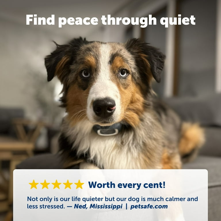  PetSafe Lite Rechargeable Bark Collar for Timid or Little Dogs  over 8 lb., 15 Levels of Automatically Adjusting & Light Static Correction  - Rechargeable, Waterproof - Reduces Barking and Whining : Everything Else