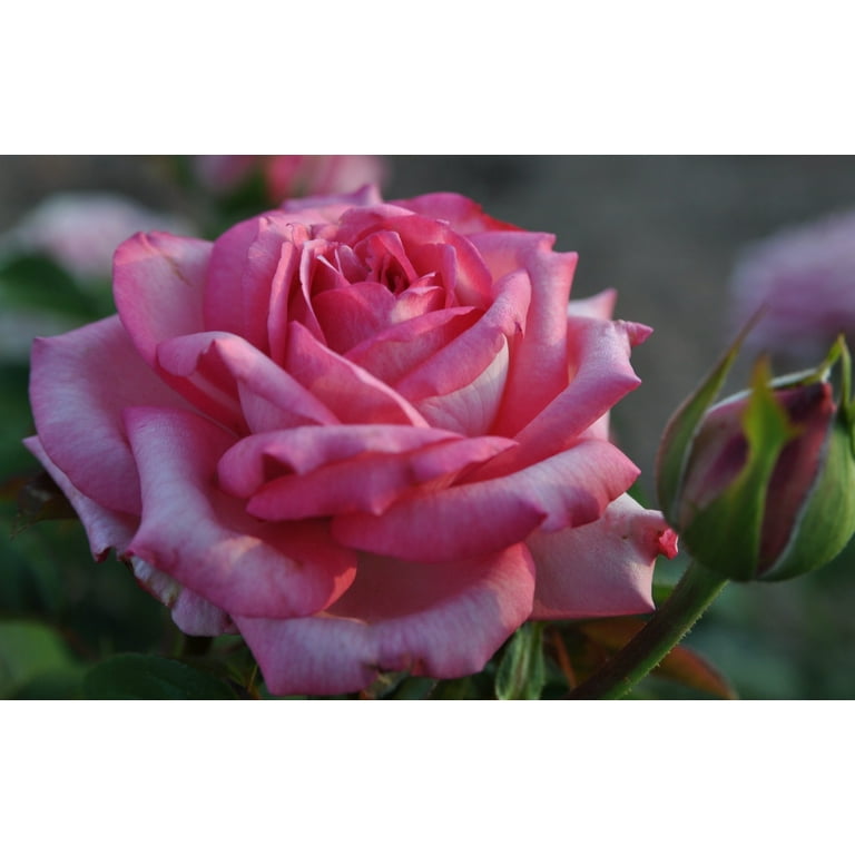 Kordes 2G Rose Wedding Bells Eleganza Flowering Live Plants Full