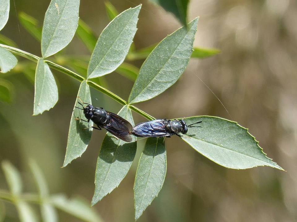  Reproduction  Insects  Mating Blackfly Copulation 20 Inch By 