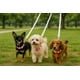 thumbnail image 1 of Correa & Collar S   Para Mascota , Disfruta Paseos con Elegancia y Comodidad, 1 of 3
