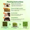 thumbnail image 4 of Outsidepride Perennial Buffalo Grass Seed - 2 lbs Heat & Drought Tolerant, Low Maintenance, Warm Season Dense Turf Grass Seed for Lawn, Xeriscape Landscaping, & Roadside Planting, 4 of 5