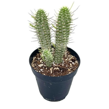 Euphorbia Mammillaris, 4 inch, Corncob Corkscrew Euphorbia, Indian Corn Cob, Rare White