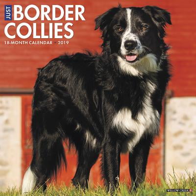 Scottish Border Collie - Just Border Collies 2019 Wall Calendar (Dog Breed Calendar) (Other)