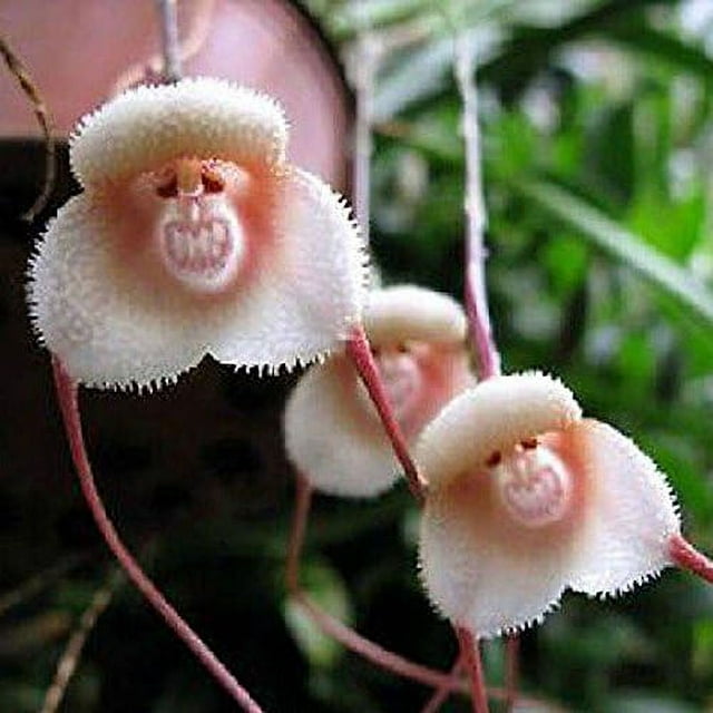 10PCS Rare Monkey Face Orchid Seeds Beautiful Plant Flower Seed Home Garden